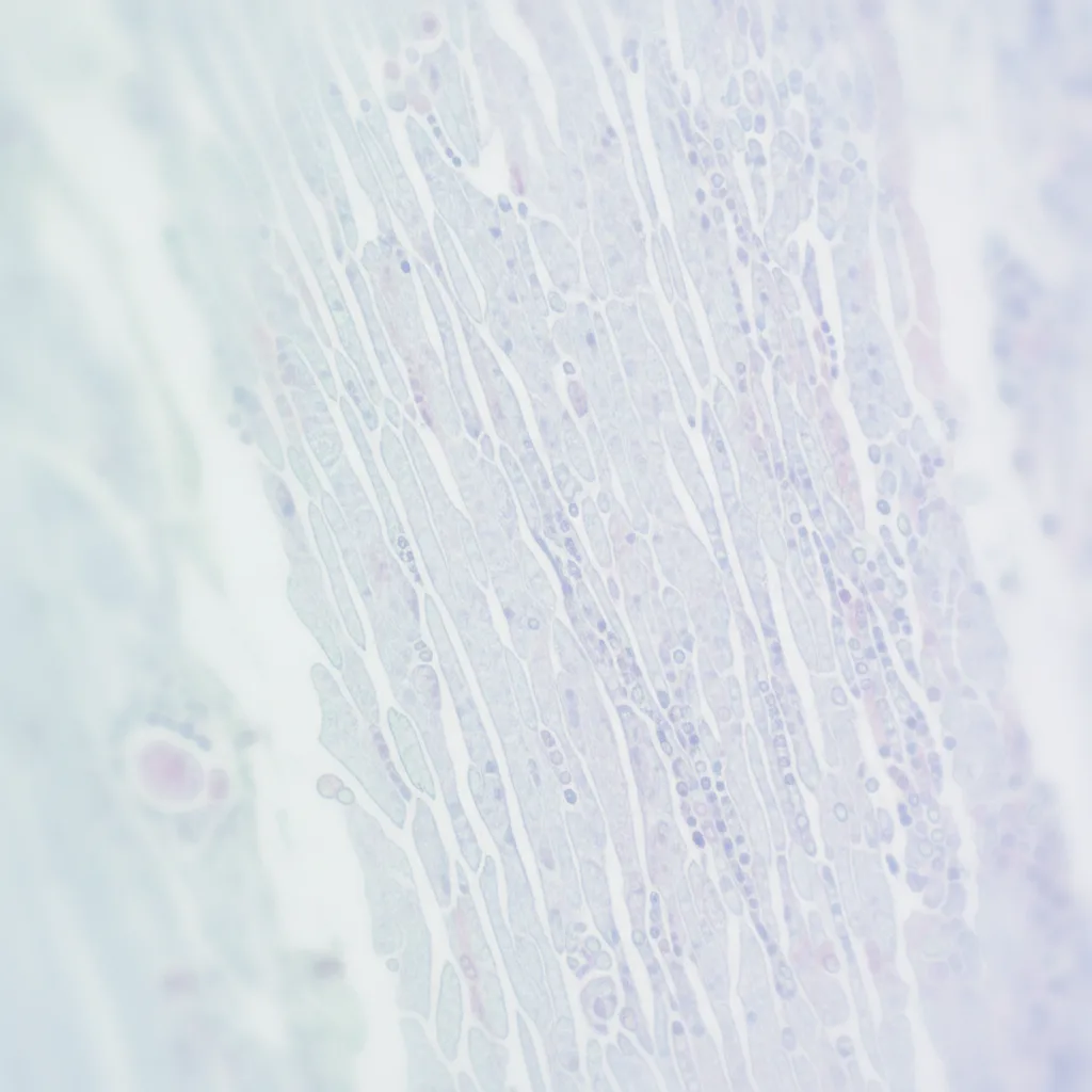 fibroblastes cicatrisation